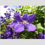 01_Fleur.jpg