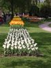 01_Tulipe_Morges.jpg