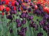 02_Tulipe_Morges.jpg