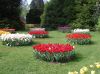 03_Tulipe_Morges.jpg