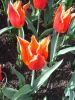 04_Tulipe_Morges.jpg
