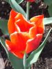 05_Tulipe_Morges.jpg