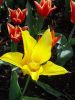 06_Tulipe_Morges.jpg