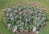 07_Tulipe_Morges.jpg