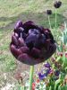 08_Tulipe_Morges.jpg