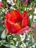 09_Tulipe_Morges.jpg
