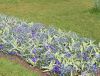 10_Tulipe_Morges.jpg