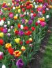11_Tulipe_Morges.jpg