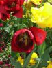 13_Tulipe_Morges.jpg