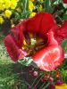 14_Tulipe_Morges.jpg