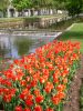 15_Tulipe_Morges.jpg