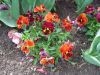 16_Tulipe_Morges.jpg