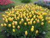 17_Tulipe_Morges.jpg