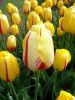 18_Tulipe_Morges.jpg