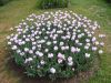 19_Tulipe_Morges.jpg