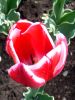 20_Tulipe_Morges.jpg