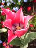 21_Tulipe_Morges.jpg
