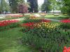 22_Tulipe_Morges.jpg