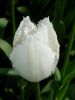 25_Tulipe_Morges.jpg