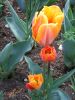 26_Tulipe_Morges.jpg