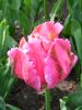 27_Tulipe_Morges.jpg