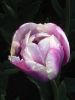 28_Tulipe_Morges.jpg