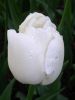 29_Tulipe_Morges.jpg
