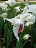 30_Tulipe_Morges.jpg