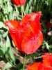 31_Tulipe_Morges.jpg