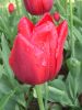 32_Tulipe_Morges.jpg