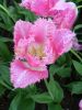 33_Tulipe_Morges.jpg