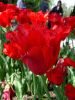 34_Tulipe_Morges.jpg