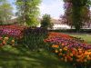 35_Tulipe_Morges.jpg