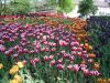 36_Tulipe_Morges.jpg