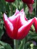 37_Tulipe_Morges.jpg