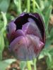 38_Tulipe_Morges.jpg