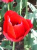 39_Tulipe_Morges.jpg