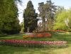 43_Tulipe_Morges.jpg