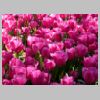 009_Koekenhof.jpg