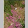 069_Quiberon.jpg