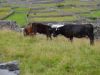 023_Inisheer.jpg