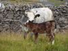 024_Inisheer.jpg