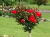 072_Muckross_Gardens.jpg