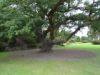 076_Muckross_Gardens.jpg