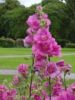 079_Muckross_Gardens.jpg