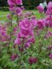 090_Muckross_Gardens.jpg
