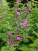 091_Muckross_Gardens.jpg