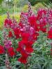 092_Muckross_Gardens.jpg