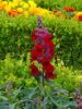 093_Muckross_Gardens.jpg