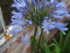 094_Muckross_Gardens.jpg